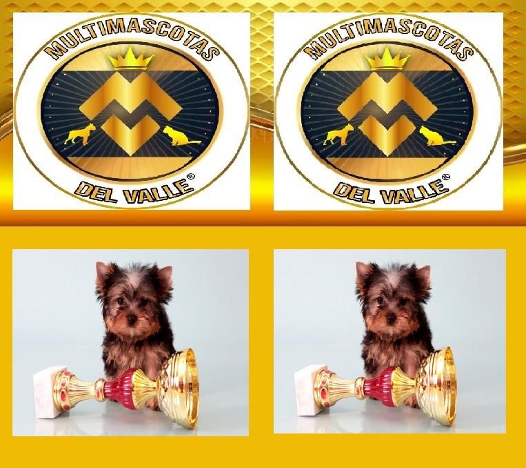 YORKSHIRE TERRIER MINIS VENDE TIENDA DE MASCOTAS