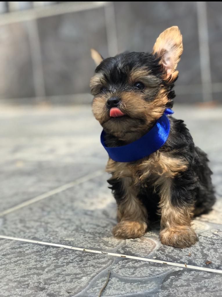 Yorkie cachorro Macho