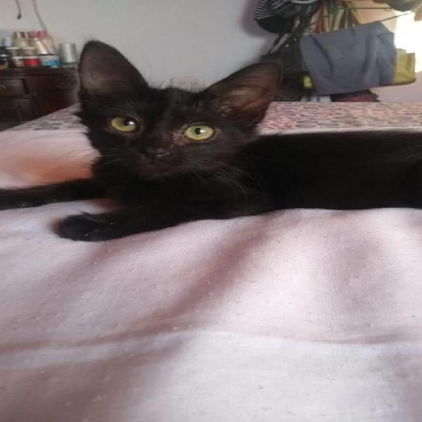 gaticos negros de 2 meses en adopción