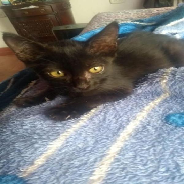 gaticos negros en adopción, tienen 2 meses y medio
