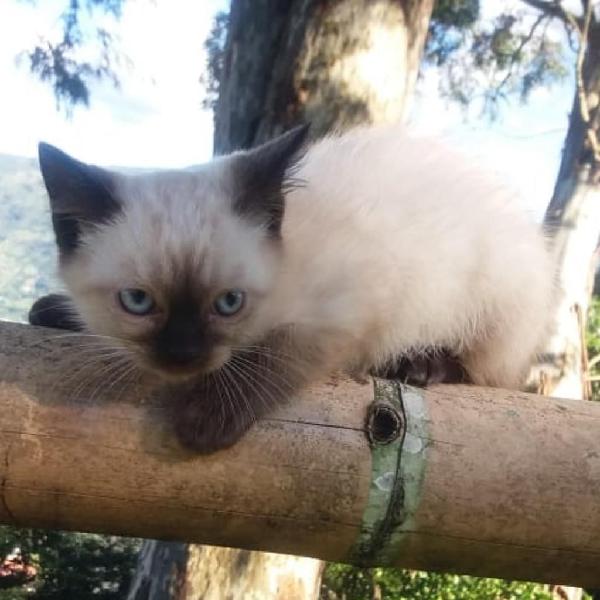 para La Venta en Medellín Siames Macho