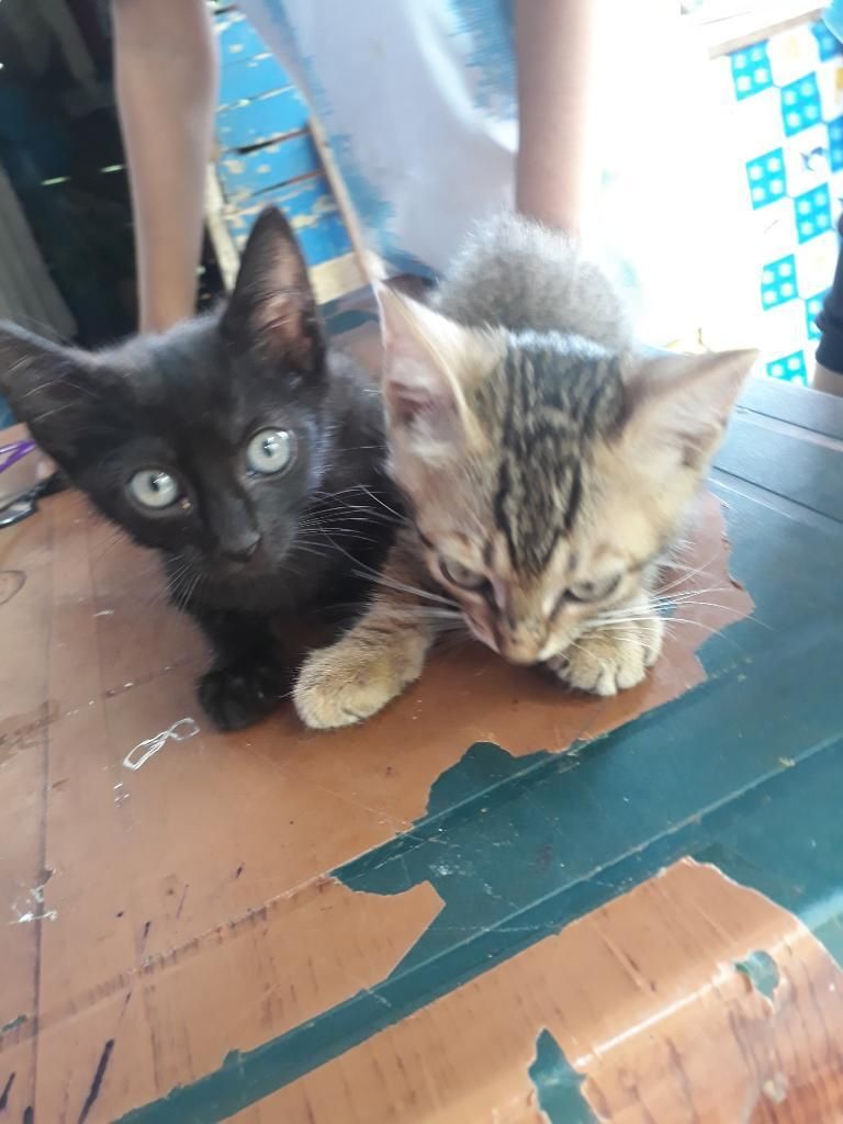 Adopción de Gatitos