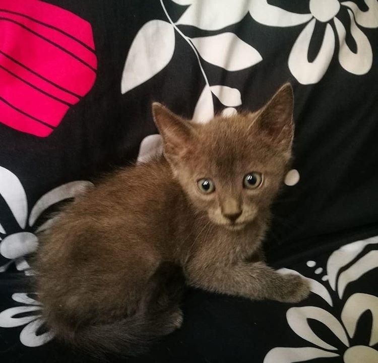 BIGOTUDOS HERMOSOS RUSOS AZUL