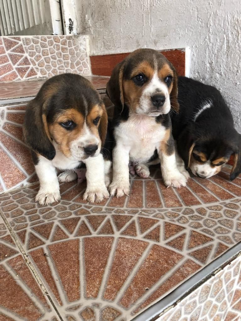 Beagle de Los Mejores