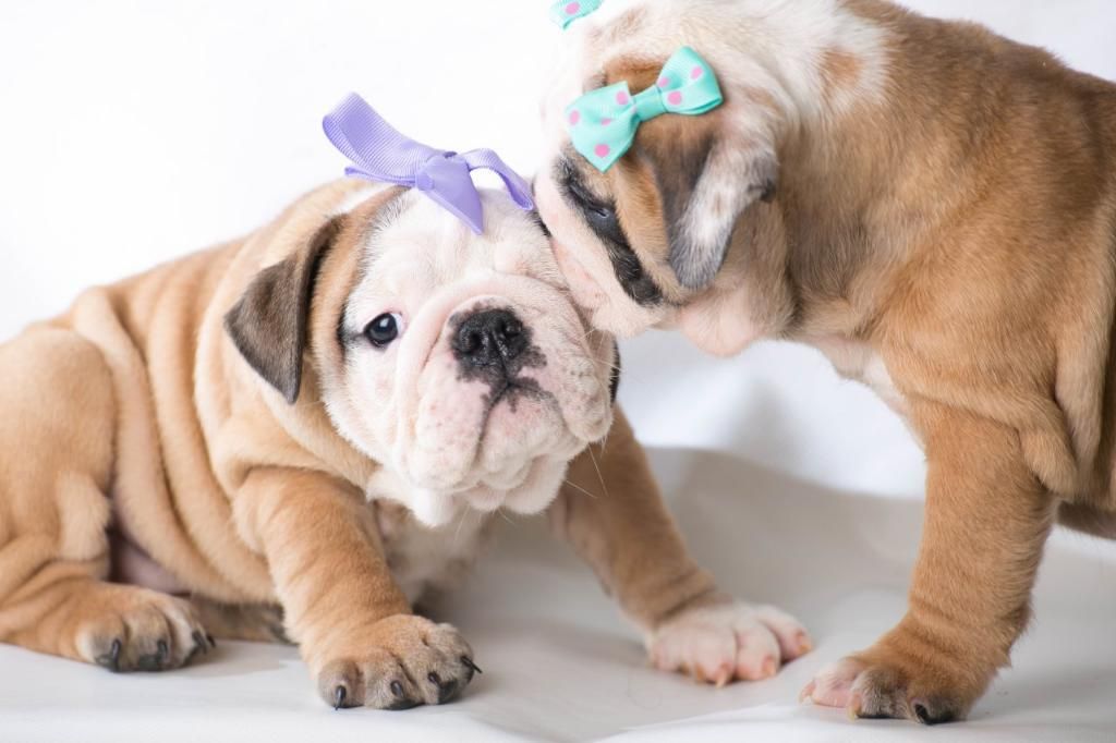 Cachorras Bulldog Inglés 2 Meses