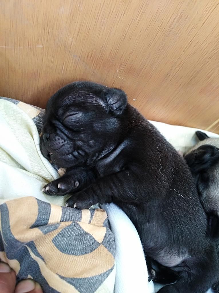 Cachorro Pug Venta