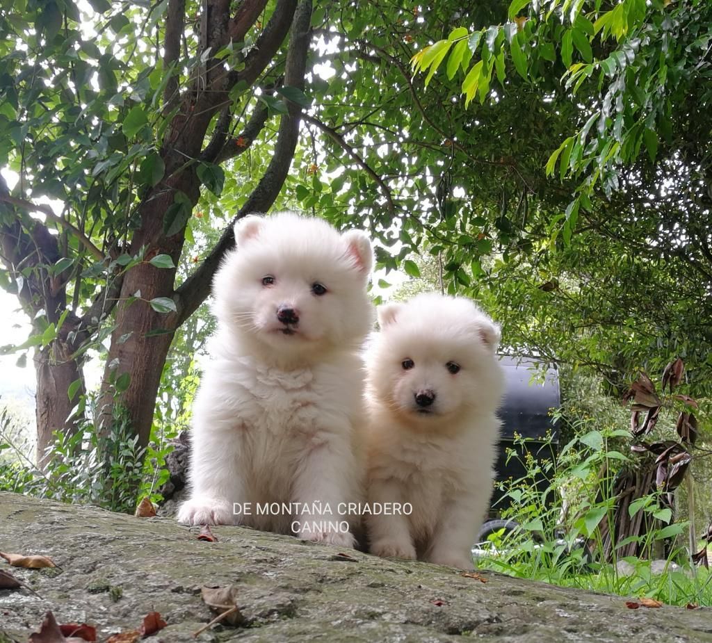 Cachorros Samoyedo. de Montaña C C