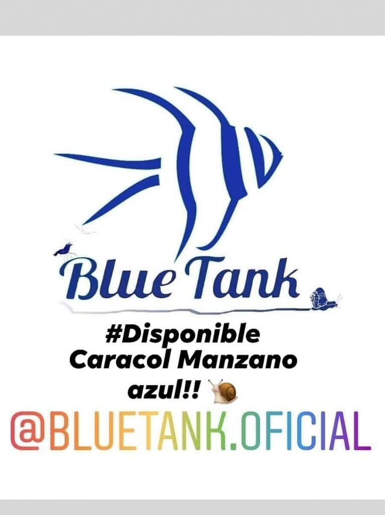 Caracol Manzana Azul