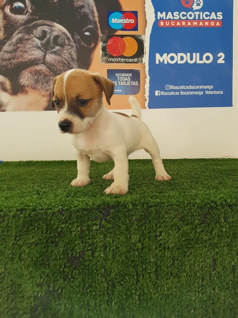 Chiquitines Jack Russell Terriers para V