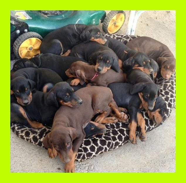 DOBERMAN VENDO EN TIENDA DE MASCOTAS