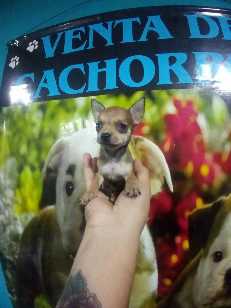 Dorado Chihuahua Macho