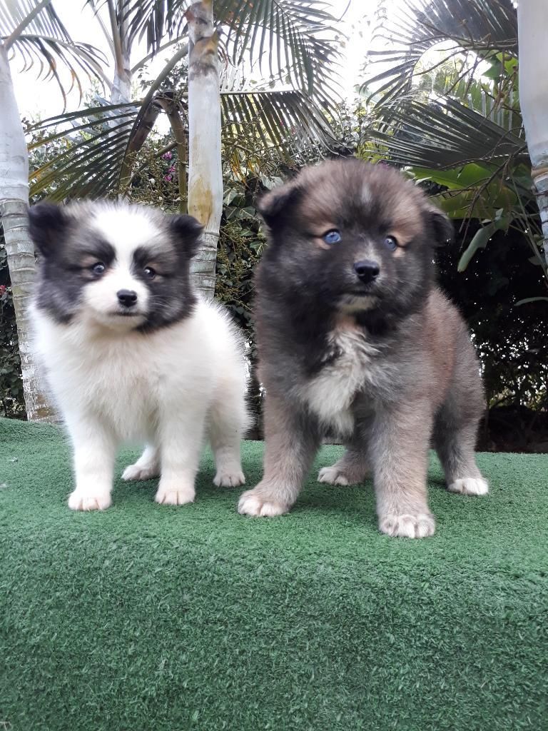 Encantadora Peluditas Pomsky Sonriza