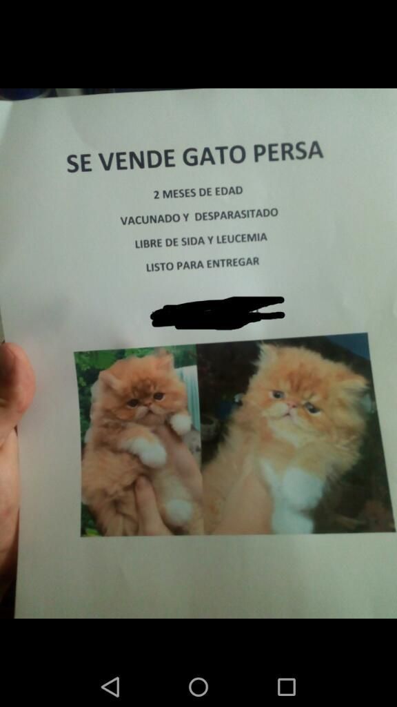 Gato Persa Macho