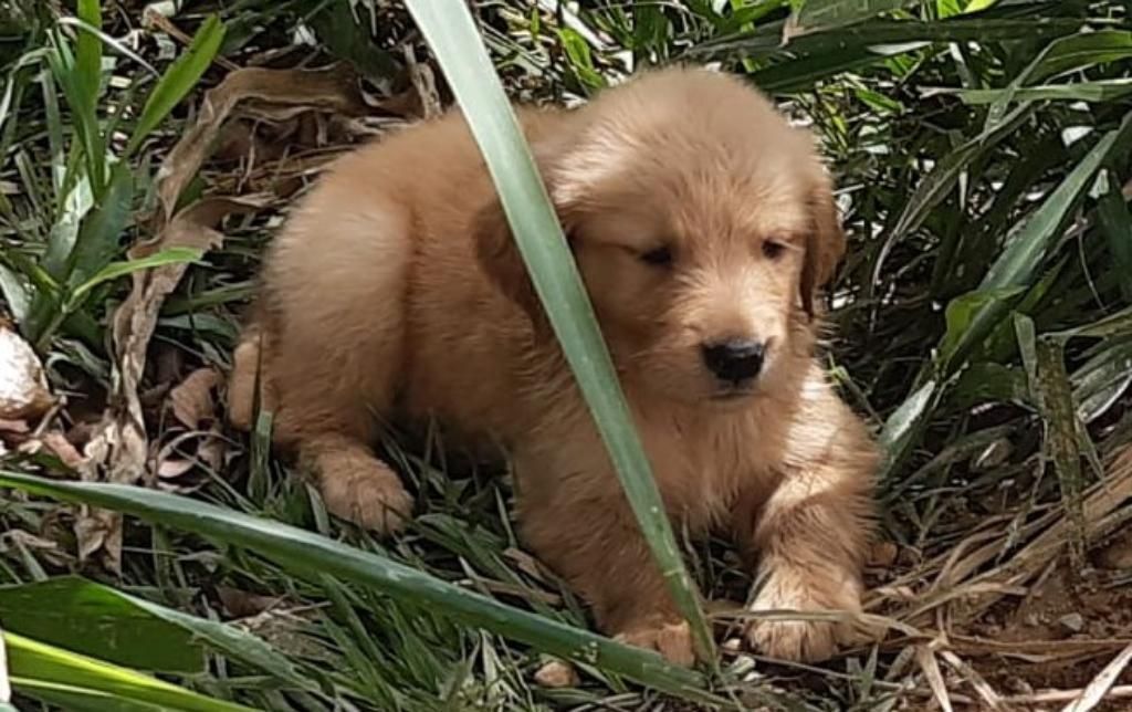 Golden Retriever