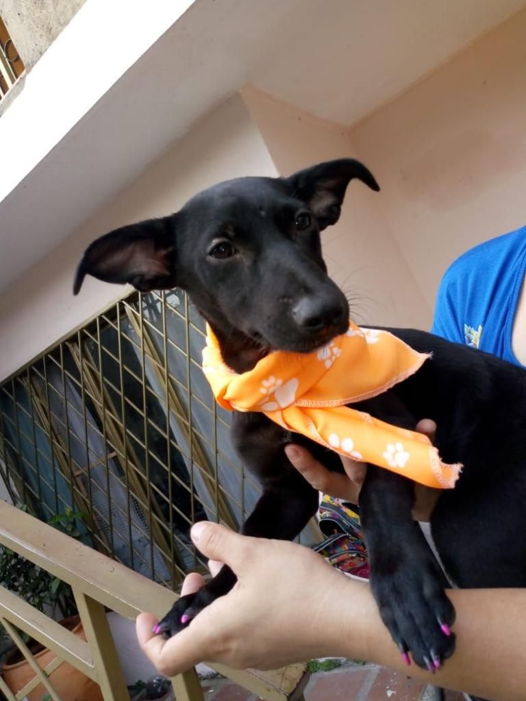 Hermosa Perrita Adopción