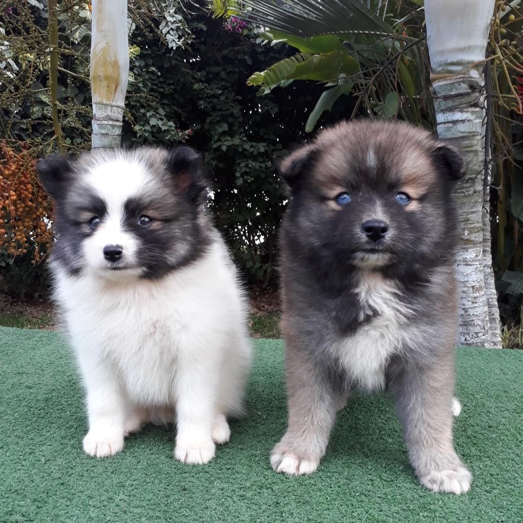 Hermoso Bellos Pomsky