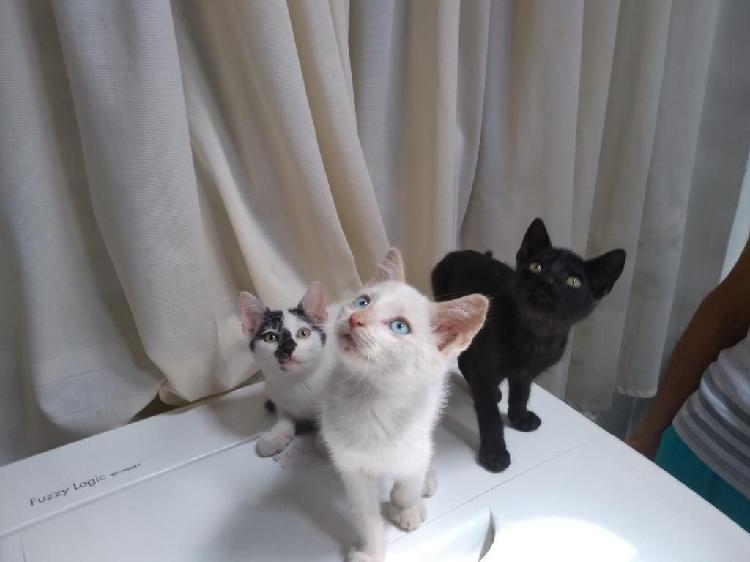 Hermosos Bebés en Adopción