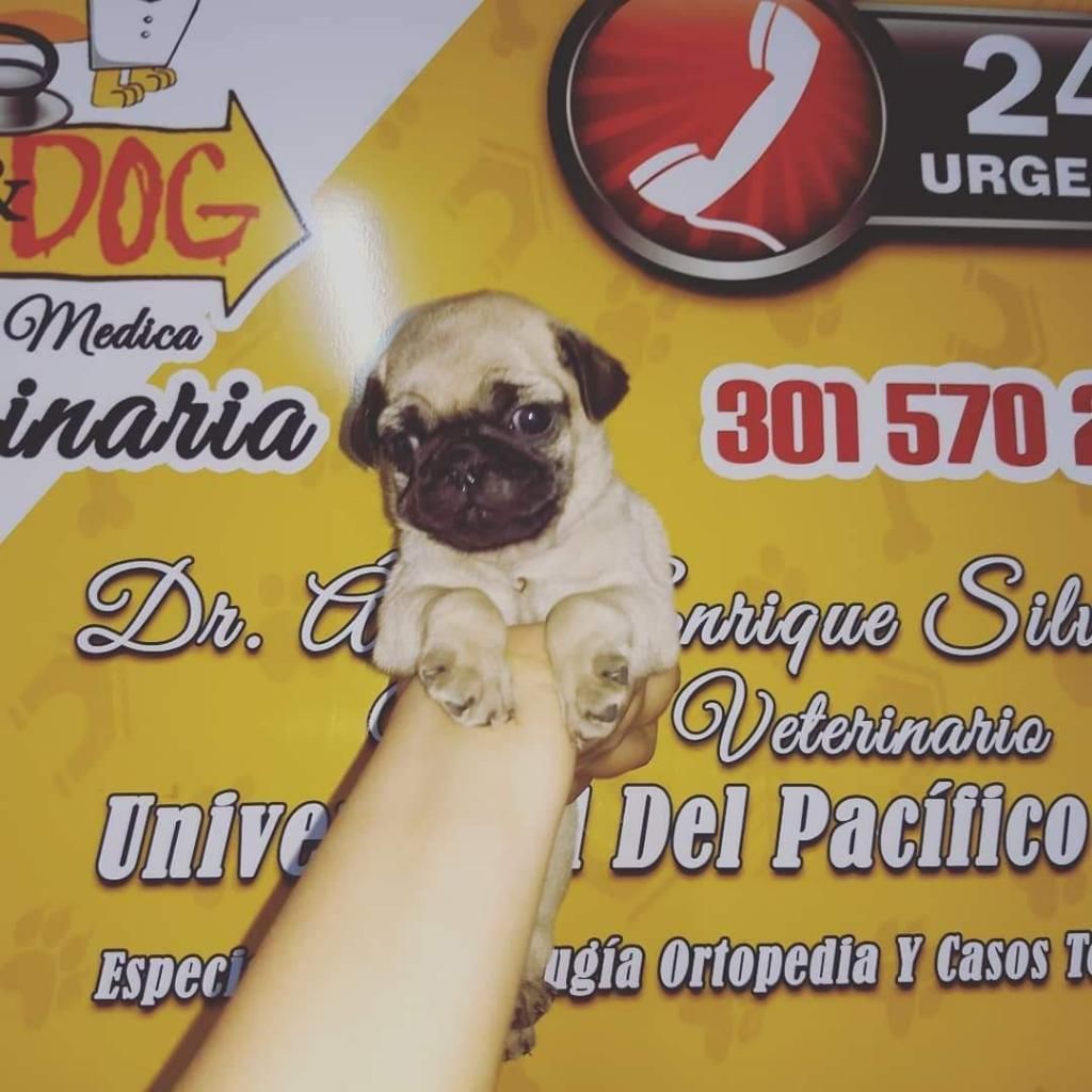 Hermosos Cachorros Originales Pug Ojones