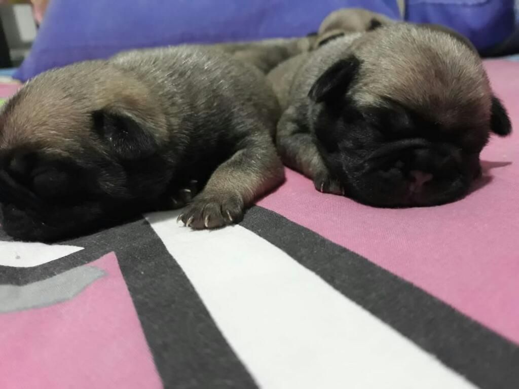 Hermosos Pug