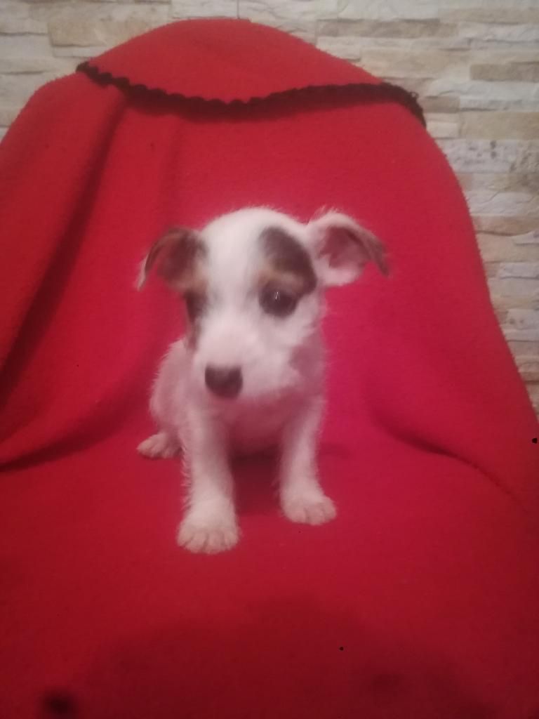 Jack Russell Terrier Pelo de Alambre