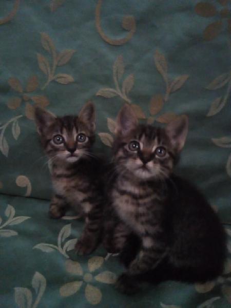 Lindos Gatitos en Adopción