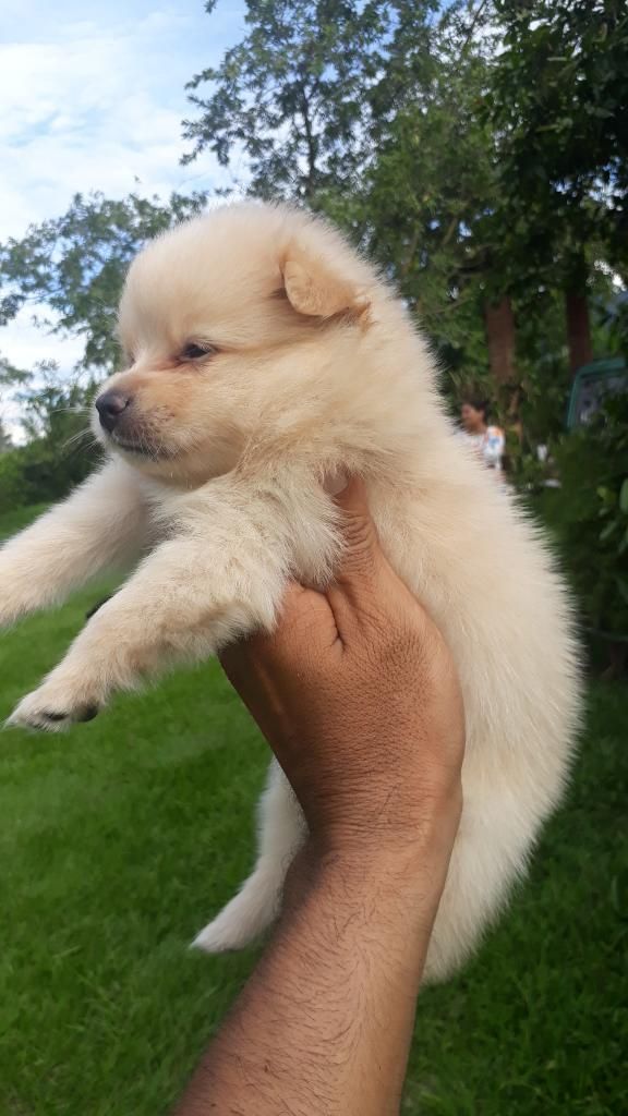 Lulú Pomerania Colores Auténtico