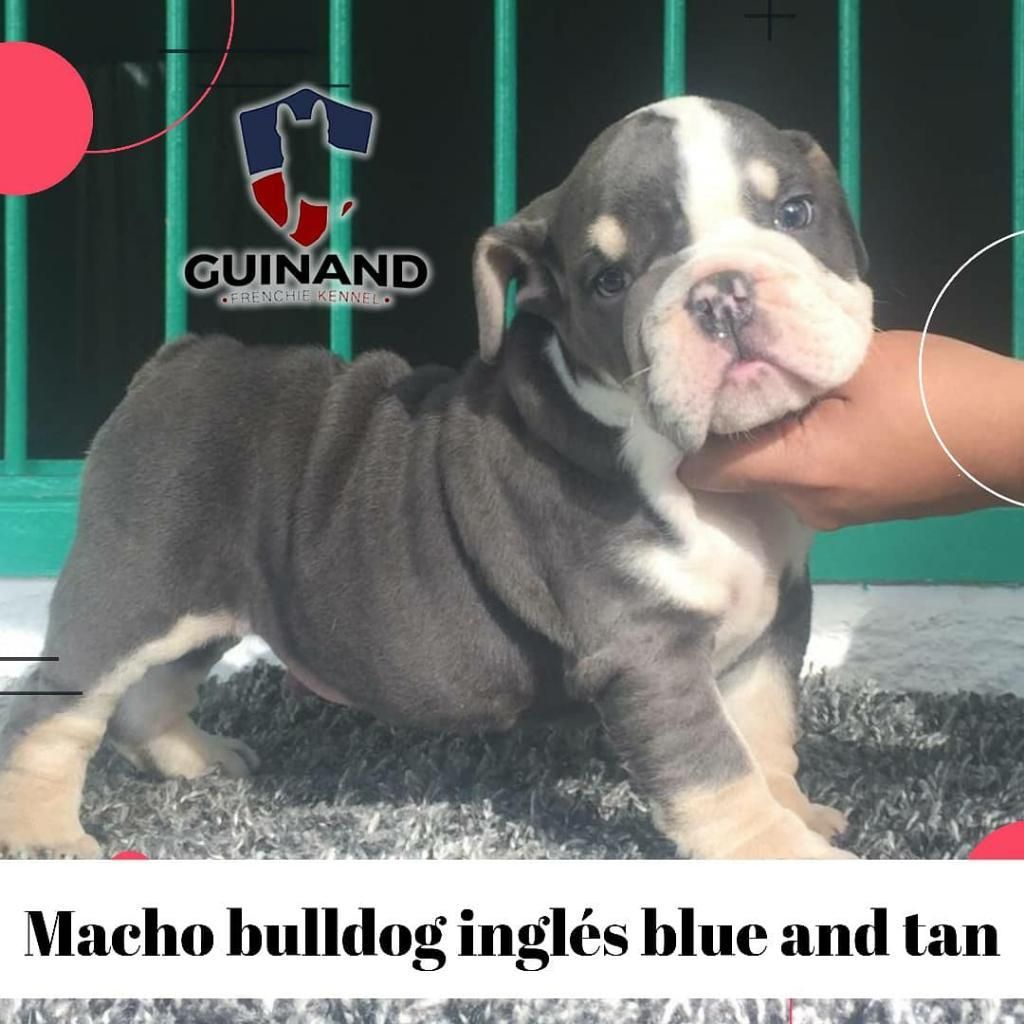 Macho Bulldog Inglés Blue And Tan