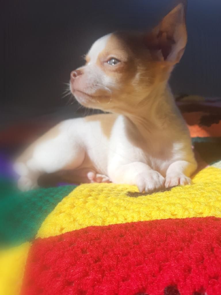 Macho Chihuahua Bicolor Mini Divinooooo