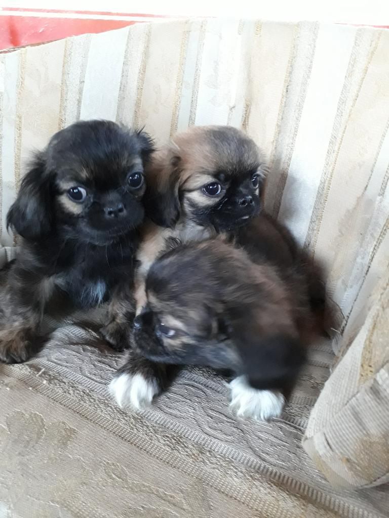 Perritas Pekines