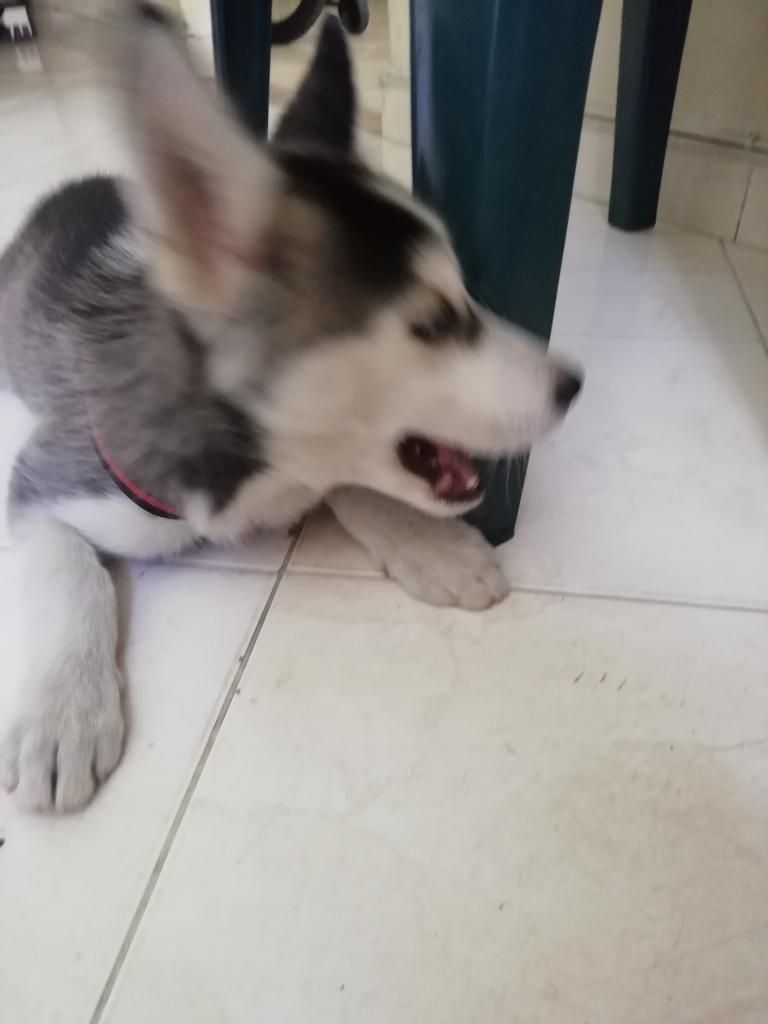 Perro Husky Peludo Jugueton