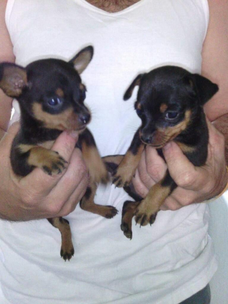 Pincher Pinsher Pinscher Minis