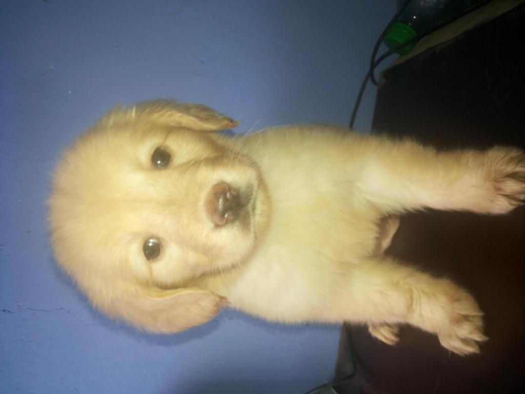 Promocion golden retriever criadero