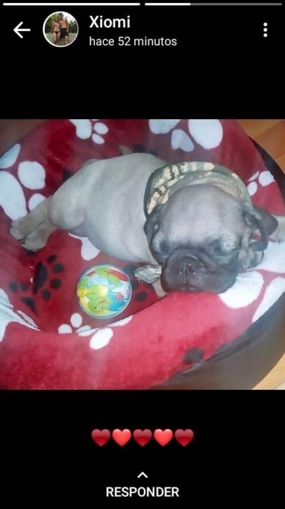 Pug Cachorro