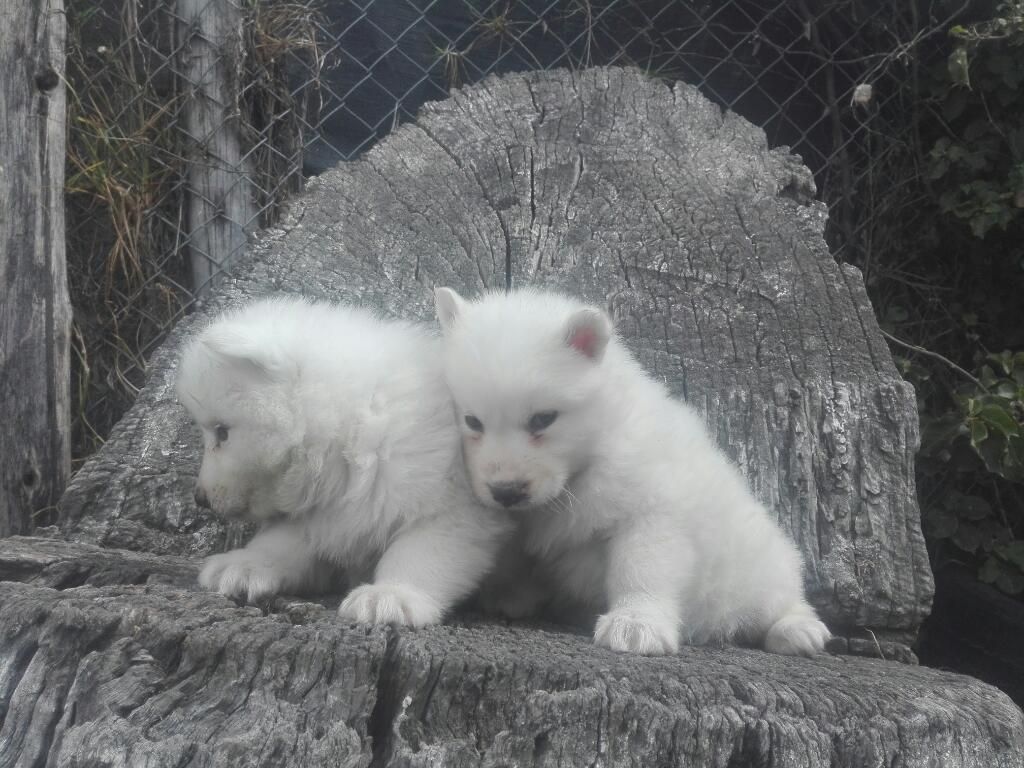 Samoyedos Blancos Ositos Polares