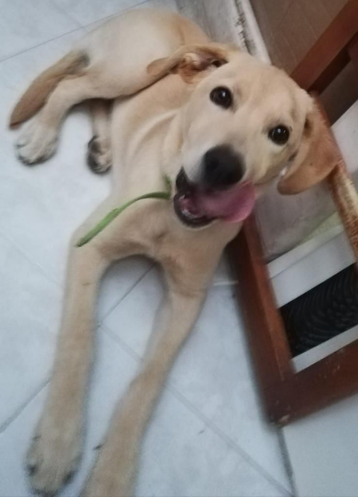 Seda en Adopción