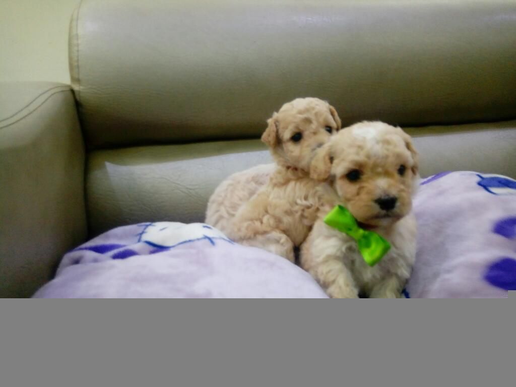 Tacitas de Te Toy French Poodle