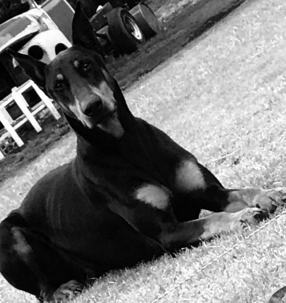 Vendo Cachorras Doberman