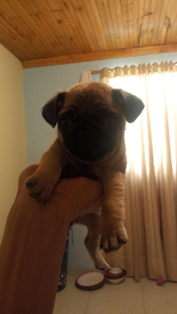 Vendo Pug Carlino