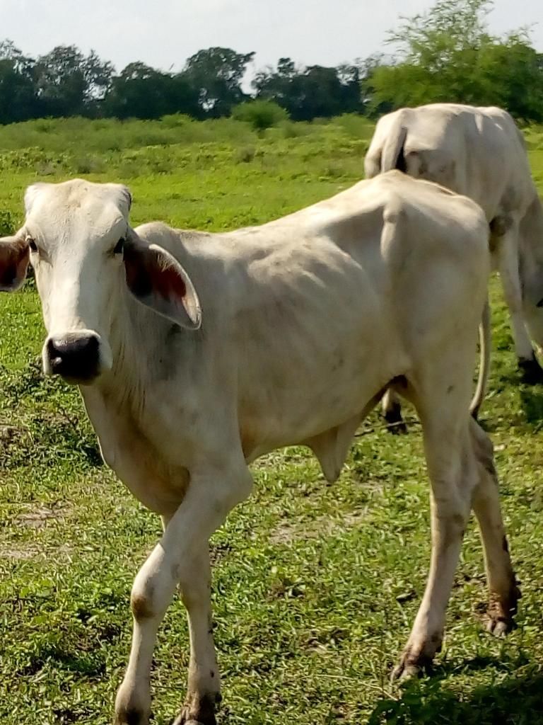 Vendo Vaca Y Cria Raza Cebu