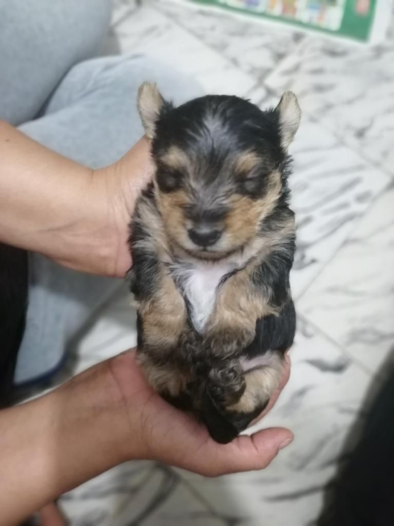 Yorkie Mini Hembra