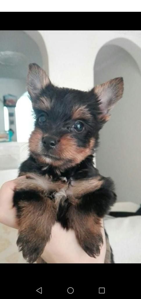 Yorkkie Perro Yorkie Cachorro