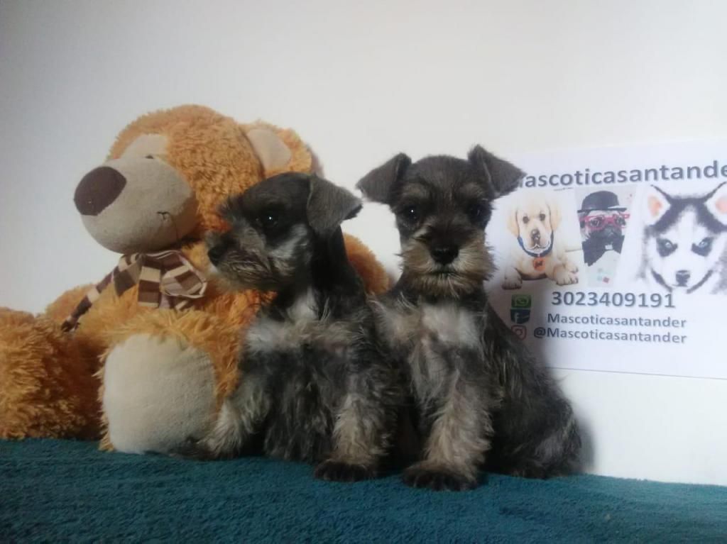 elegantes cachorros schnauzer