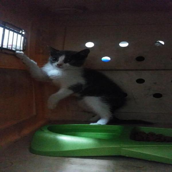 gatica dee 2 meses en adopciòn u hogar de paso urgente