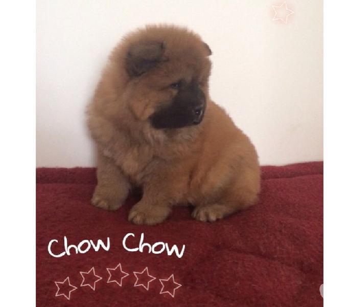 Cachorros Raza Chow Chow Garantizados Disponibles