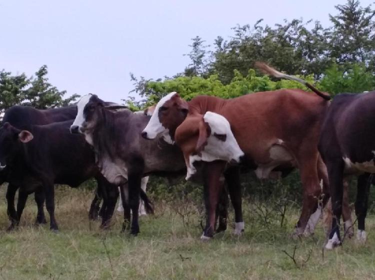 Novillas y Vacas Simmental, Simbrah y Cruces de linea