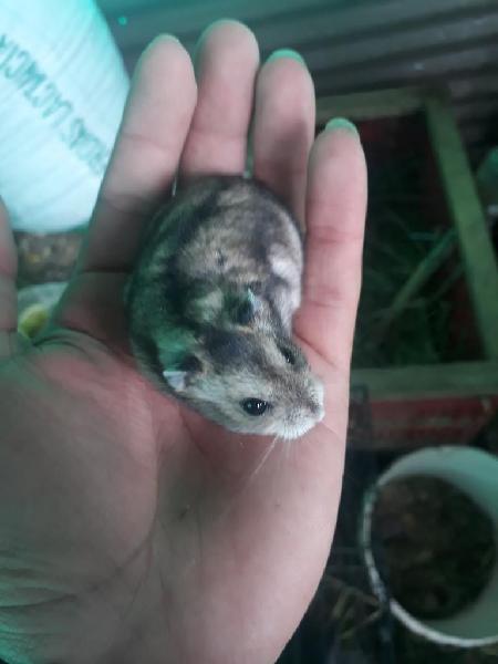 Roedores Hamster Rusos