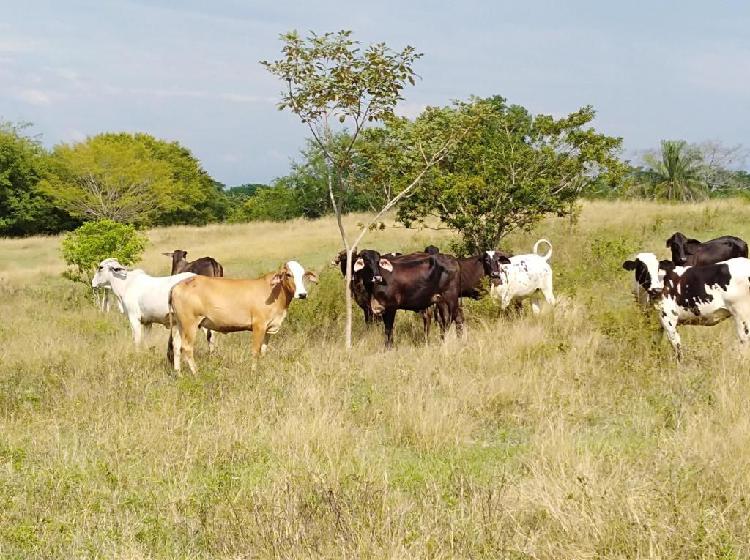 Vendo Novillas y vacas pardo suizo, brahman x holstein,