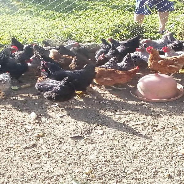 Venta de Gallinas Criollas para Postura