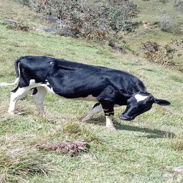 Bonita Novillona Holstein