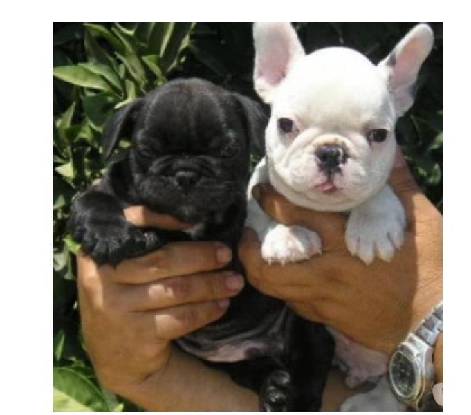 Cachorros En Venta Garantizados Bulldog Francés y